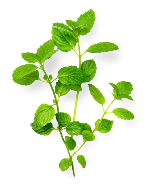 Herbe Fraîche Menthe Poivrée Verte Isolée Sur Fond Blanc — Photo