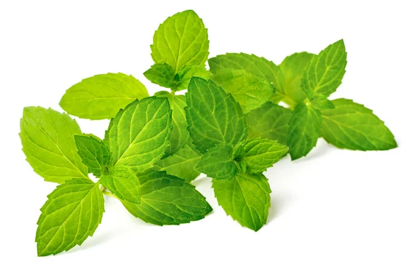 Fresh Herb Peppermint Isolated White Background Stock Picture