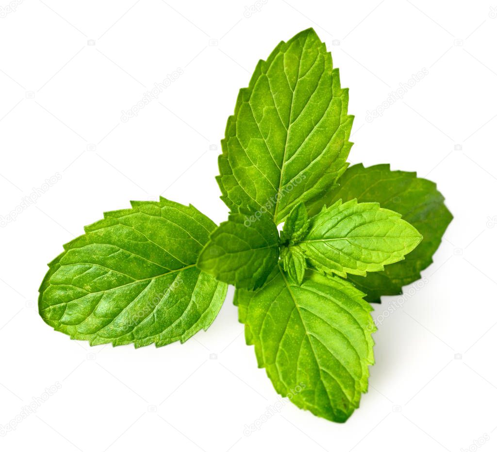 closeup of fresh spearmint leaves isolated on the white background