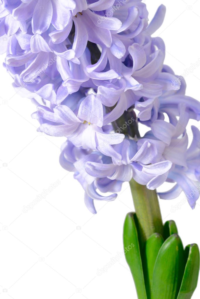 fresh purple hyacinth flower