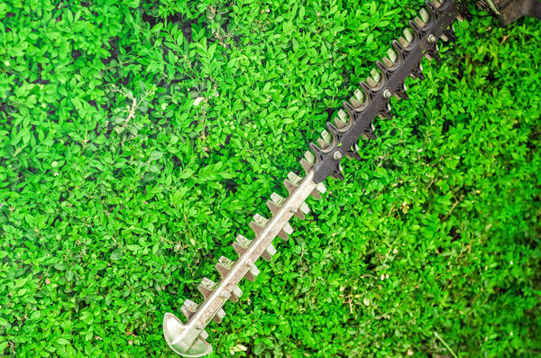 Garden gasoline scissors, trimming green bush, hedge. Working in the garden.