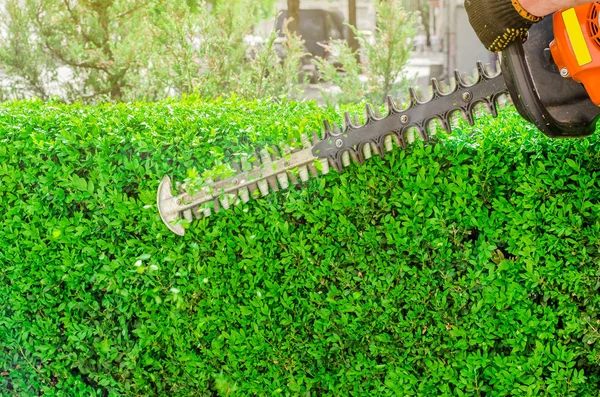 Bahçe benzin makası, budama yeşil çalı, çit. Bahçede çalışıyorum..