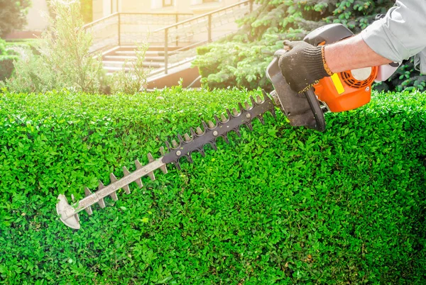 Jardín Tijeras Gasolina Recorte Arbusto Verde Seto Trabajando Jardín —  Fotos de Stock