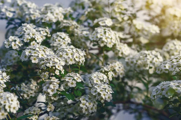 Λευκά Λουλούδια Μπους Σπειραία Στο Φως Του Ήλιου — Φωτογραφία Αρχείου