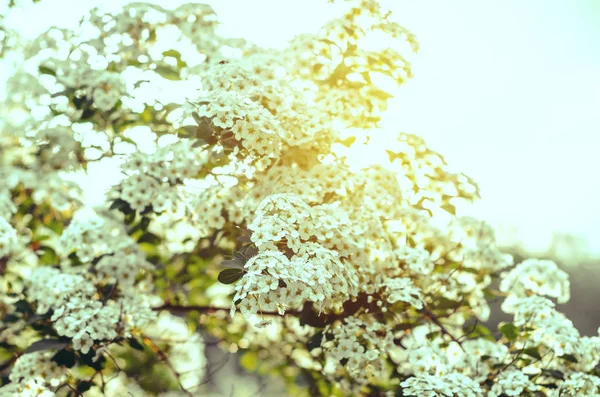 Flores Brancas Arbusto Spiraea Luz Sol — Fotografia de Stock