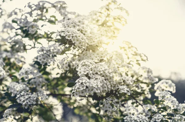 Flores Blancas Arbusto Spiraea Luz Del Sol —  Fotos de Stock