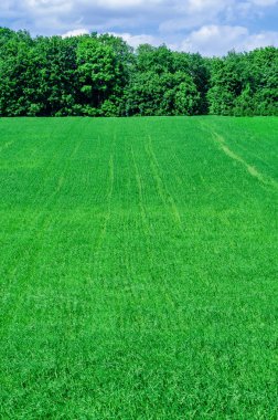 Hatta satır alanında genç kış buğday büyür. Hill, orman içinde belgili tanımlık geçmiş.