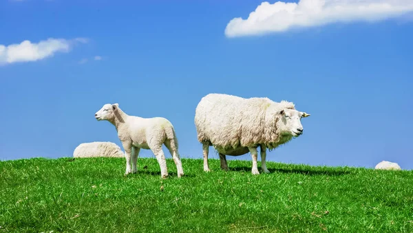 苏格兰羊羔放牧在绿色草甸在天空背景 — 图库照片