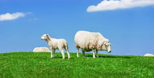 苏格兰羊羔放牧在绿色草甸在天空背景 — 图库照片