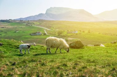 Bir dağ vadisinde bir mera üzerinde beyaz Iskoç koyun