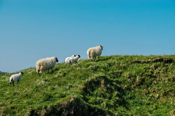 在山谷中的牧场上的苏格兰白羊 — 图库照片