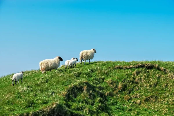 在山谷中的牧场上的苏格兰白羊 — 图库照片