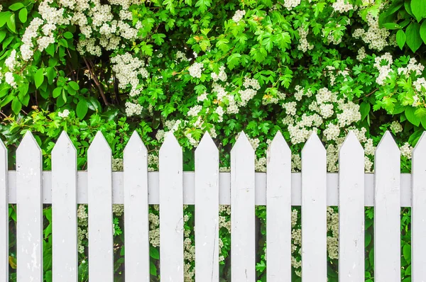 Λευκό Ξύλινο Φράχτη Κατά Λουλούδια Του Ανθίζουν Λευκό Φόντο — Φωτογραφία Αρχείου