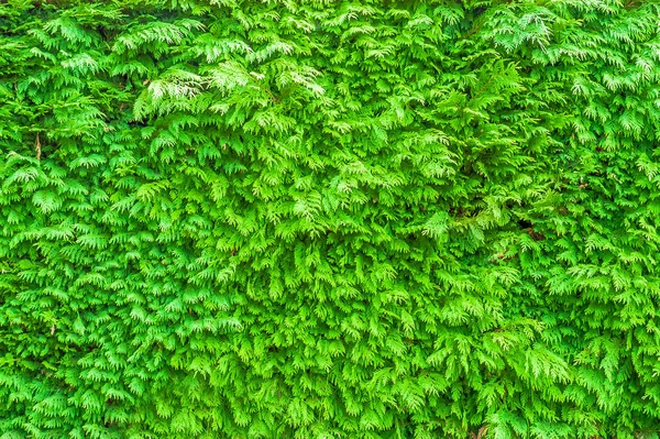 Thuya 树的背景 绿色的灌丛 — 图库照片