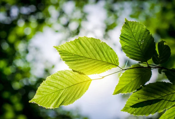 Grüne Blätter Wald Licht Der Sonne — Stockfoto