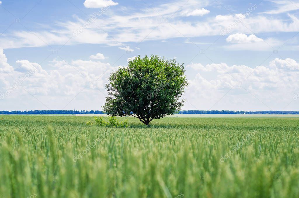 Lonely cherry tree in the middle of a wheat field
