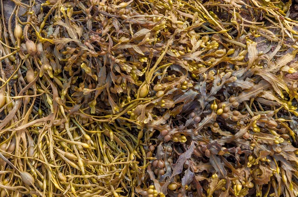 Sahil üzerinde kahverengi renk deniz yosunu