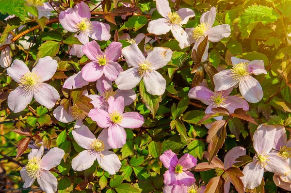 Розовые Цветы Четырьмя Лепестками Закате — стоковое фото