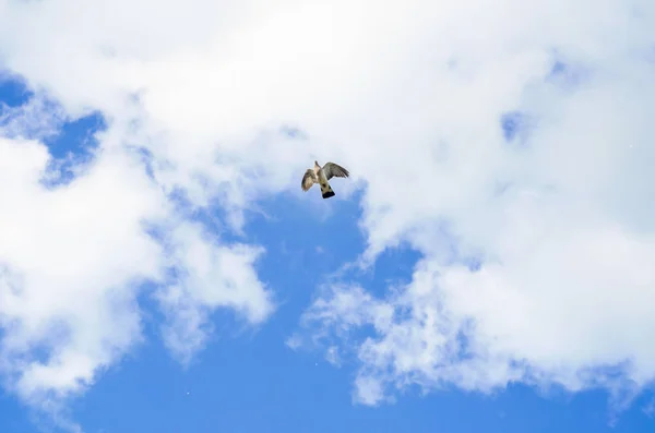 Duvan Flyger Himlen Mot Bakgrund Vita Moln — Stockfoto