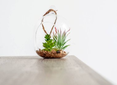 Cam sürahi dekoratif bitkiler ve taşlar beyaz bir arka plan masaya kenarında