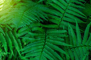 Fern yeşil ormanda güneş ışığı üzerinde bırakır.