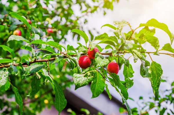 Red plum on the branch after the rain