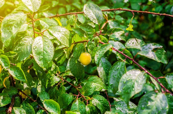 Yellow plum on the branch after the rain