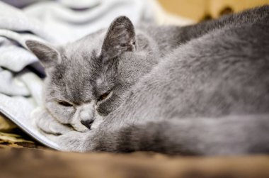 İskoç kısa saçlı gri kedi uyku dolandı