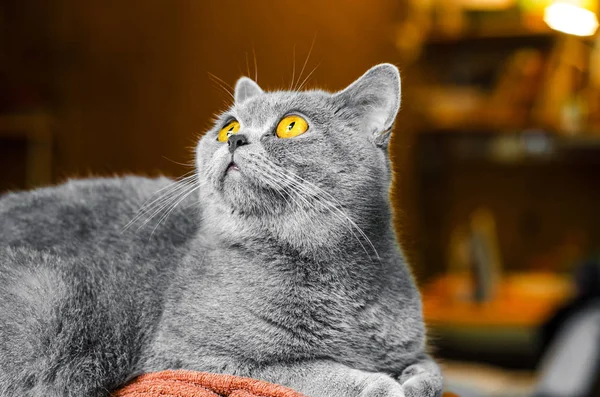 Graue Schottische Katze Porträt Auf Braunem Hintergrund — Stockfoto