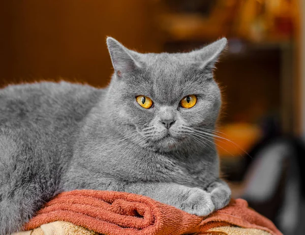 Graue Schottische Katze Porträt Auf Braunem Hintergrund — Stockfoto