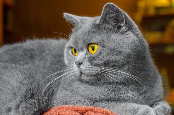 灰色スコットランドの猫 茶色の背景の肖像画 — ストック写真