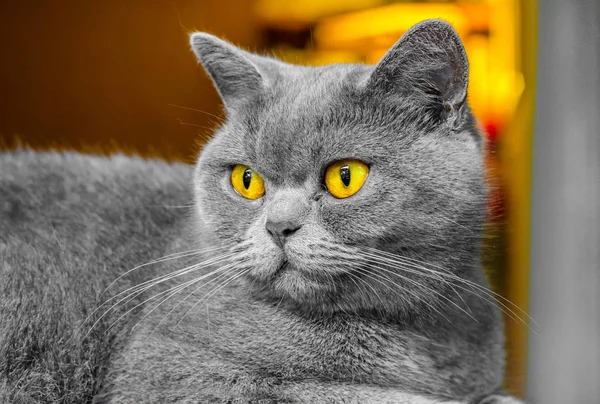 Gatto Scozzese Grigio Ritratto Sfondo Marrone — Foto Stock