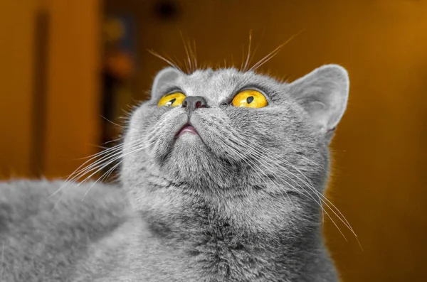Kucing Skotlandia Abu Abu Potret Latar Belakang Coklat — Stok Foto