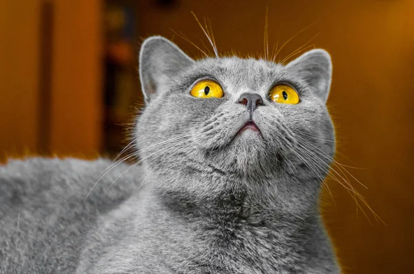 Graue Schottische Katze Porträt Auf Braunem Hintergrund — Stockfoto