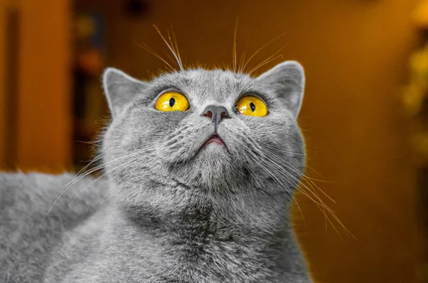 스코틀랜드 고양이 배경에 초상화 — 스톡 사진