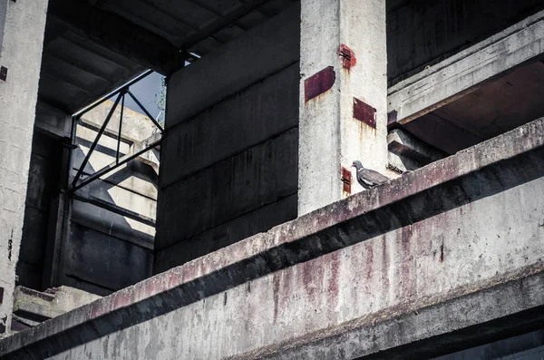 鸽子坐在一个废弃工业车间的水泥墙上 — 图库照片