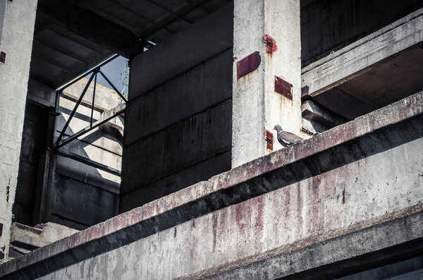 Pigeon sits on the concrete wall of an abandoned industrial workshop