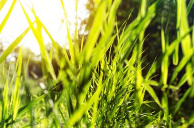 Batan güneşin ışınları yeşil sazlık