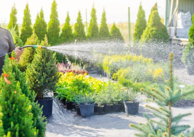 İşçi dekoratif yeşil bitkiler, ağaçlar, çalılar hortum dan yağmurlama ile sulanan