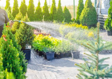 İşçi dekoratif yeşil bitkiler, ağaçlar, çalılar hortum dan yağmurlama ile sulanan