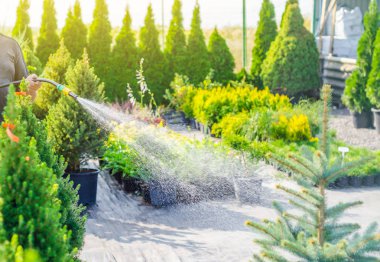 İşçi dekoratif yeşil bitkiler, ağaçlar, çalılar hortum dan yağmurlama ile sulanan