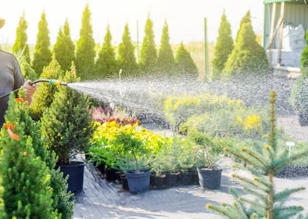 Arbetaren Vattnade Den Dekorativa Gröna Växter Träd Buskar Från Slangen — Stockfoto