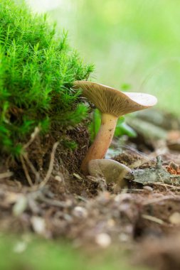 Bir ormandaki yeşil yosun ile kuru yapraklar üzerinde küçük mantar. Makro fotoğraf çekimi doğanın.