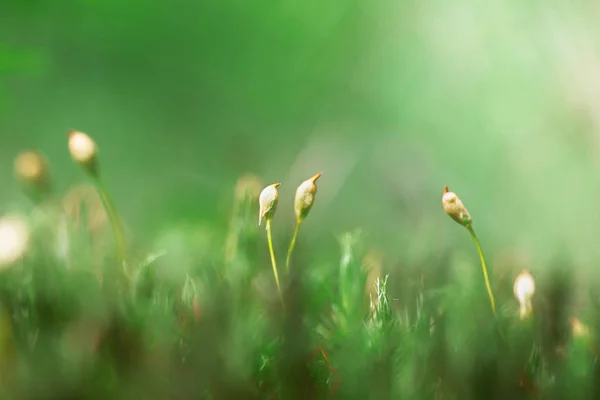 Tops Forest Moss Macro Photo — Stock Photo, Image