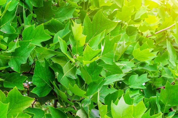 Grüne Blätter Ahorn Mit Sonnenlicht Der Spitze — Stockfoto
