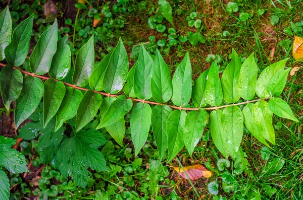 Zweig Mit Grünen Blättern Beidseitig Symmetrisch Angeordnet — Stockfoto