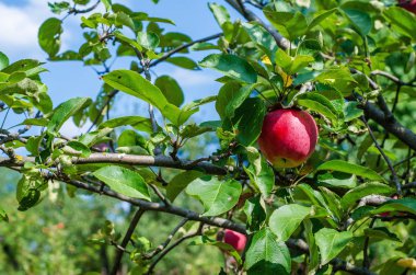açık bir gökyüzü arka planda dalları üzerinde sulu kırmızı elma
