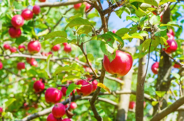 Röda Äpplen Trädet Grenar — Stockfoto