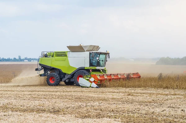 Agricultural combine harvests soybeans in the field.