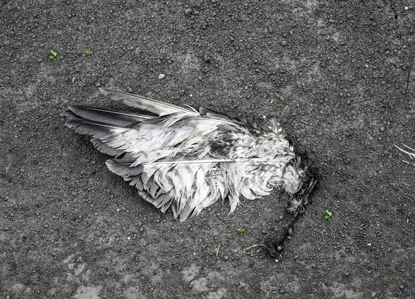 Rozdarty Skrzydło Ptaka Leżącego Ziemi Pył — Zdjęcie stockowe